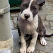 Zarko, American staffordshire terrier