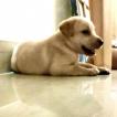 Oscar, Labrador Retriever