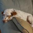 Maple, Setter Inglés