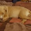 LUNA, Bullmastiff