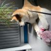 Tokyo, Akita Inu
