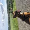 Light, Staffordshire Bull Terrier