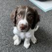 Archie, Springer Spaniel Inglese