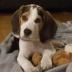 Merlin
