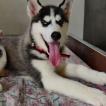 Shadow, Husky Siberien