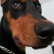 Hugo, Dóbermann