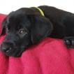 Ruben, Labrador Retriever