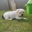 Rio, Bulldog Francés