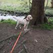 Ivy, Labrador Retriever