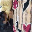 Greata, Rottweiler