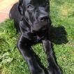 Orka, Cane Corso