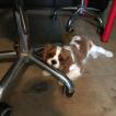 Monty, Cavalier King Charles Spaniel