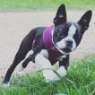 MASHA, Boston Terrier