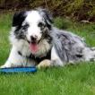 Jax, Border Collie