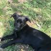 Paco, Dachshund (Pelo Largo)