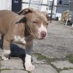 Seth, Autres Chiens