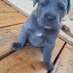 Reign, Cane Corso