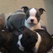 Rexx, Boston Terrier