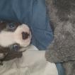 Rexx