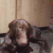 Paco, Braco Alemán De Pelo Corto