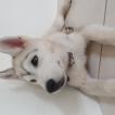 Loki, Husky Siberiano
