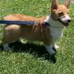 Oliver, Corgi Galés De Pembroke