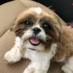 Milo, Shih Tzu