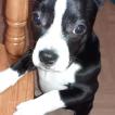 Myla