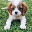 Harry Magrin, Cavalier King Charles Spaniel