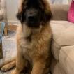 Norman, Leonberg