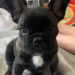 Livvy-Beau, Bulldog Francés