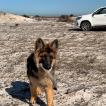 Hargon, Perro Pastor Alemán