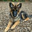 Hildur, Deutscher Schäferhund