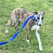 Higgins Rocket, Whippet