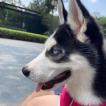 Harry, Husky Siberiano