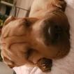 Perle, Shar Pei