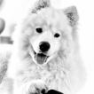 Pixel, Samoyedo