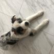 Zuko, Australian Shepherd
