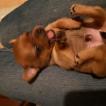 Todd, Chihuahua