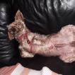 Leo, Yorkshire Terrier