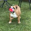 Lady, Bulldog