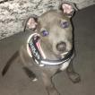 Dolcie