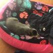 leia, Perro australiano del ganado