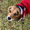 Mazikeen, Beagle
