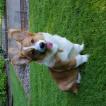 Fitzgerald, Corgi Galés De Pembroke