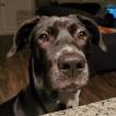 Rey, Labrador Retriever