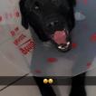 puzzle, Labrador Retriever