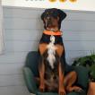 Oscar, Beauceron