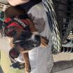 Darcy, Staffordshire Bull Terrier