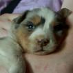 Reva, Border Collie